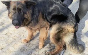 11.04.2026 r. Pacynska S