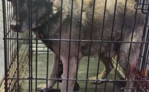 13.02.2026 r. Radostowska S