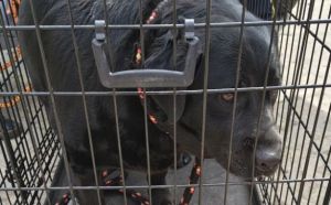 14.04.2026 r. Posrednia S