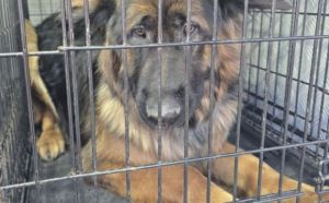 15.03.2026 r. Potkanskiego S