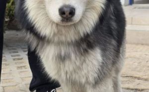 18.03.2026 r. Witosa. S