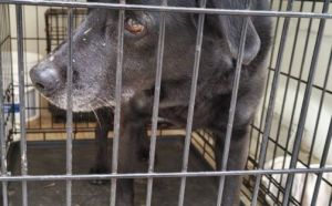 2.04.2026 r.Sienna S