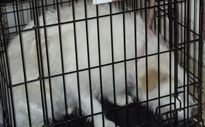 20.12.2025 r. Starokrakowska S