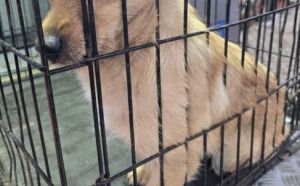 22.12.2025 r. Brzustowska S