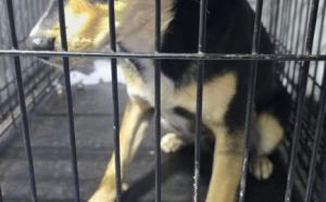 23.11.2025 r. Pasterska S