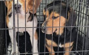 25.01.2026 r. Wolanowska S