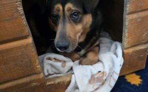 25.02.2026 - Limanowskiego .