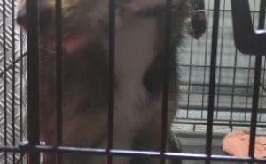 29.06.2025 r. Rumiankowa S