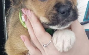 3.01.2026 r. Wolanowska S