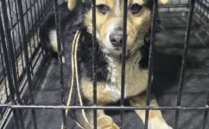 4.03.2026 r. Tadeuszowska S