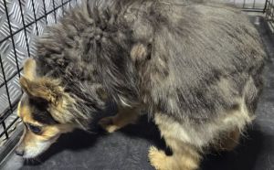 5.11.2025 r. Planowa S