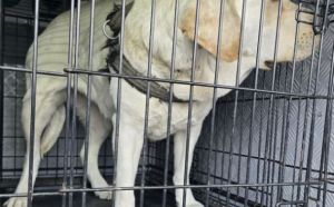 6.04.2026 r. Potkanskiego S