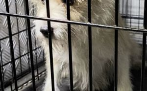 6.11.2025 r. 1905 Roku S