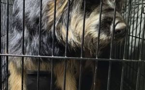 6.12.2025 r. Lanowa S