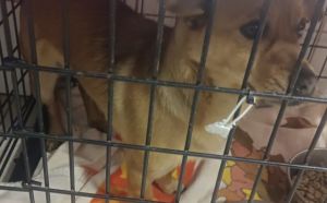 7.02.2026 r. Kozienicka S