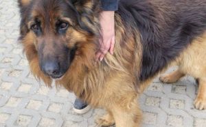 7.04.2026 r. Kasandry S